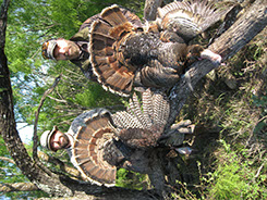 Texas Spring Turkey