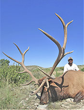 Elk Hunting Photo