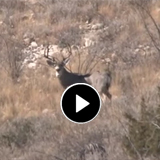 Mule Deer Hunting Video